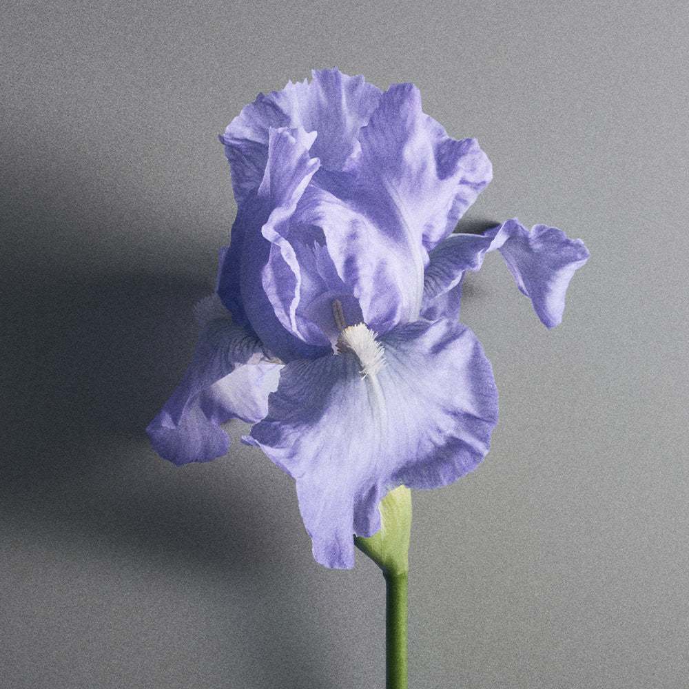 イリス デボネア| Iris Debonair